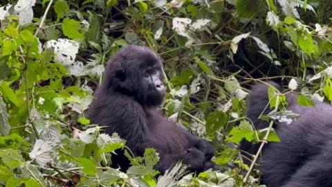 Mountain Gorillas